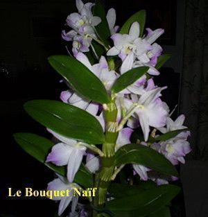 FRANCHE COMTE